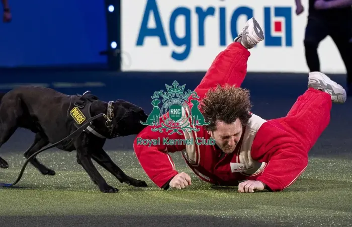 Framed Print : D-C-D-0-1-9-0 Crufts 2024 NEC Birmingham Day 1 Framed Print : D-C-D-0-1-9-0 Crufts 2024 NEC Birmingham Day 1