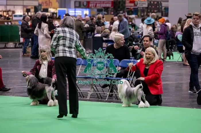 Framed Print : D-C-D-0-1-9-0 Crufts 2024 NEC Birmingham Day 1 Framed Print : D-C-D-0-1-9-0 Crufts 2024 NEC Birmingham Day 1
