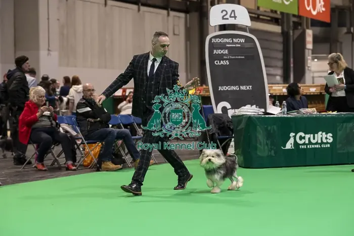 Framed Print : D-C-D-0-1-9-0 Crufts 2024 NEC Birmingham Day 1 Framed Print : D-C-D-0-1-9-0 Crufts 2024 NEC Birmingham Day 1