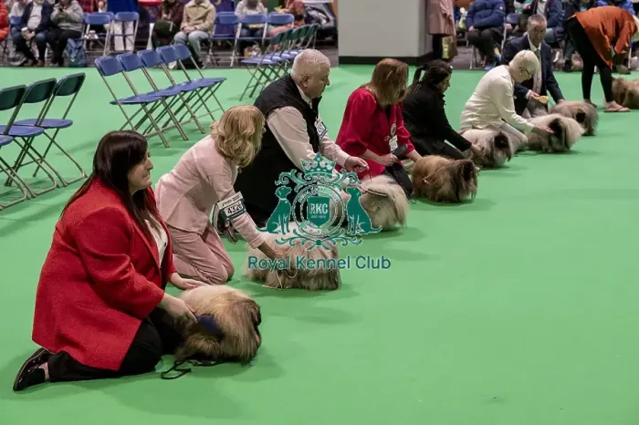 Framed Print : D-C-D-0-1-9-0 Crufts 2024 NEC Birmingham Day 1