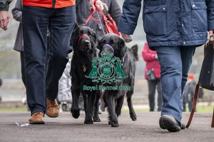 Framed Print : D-C-D-0-1-9-0 Crufts 2024 NEC Birmingham Day 1