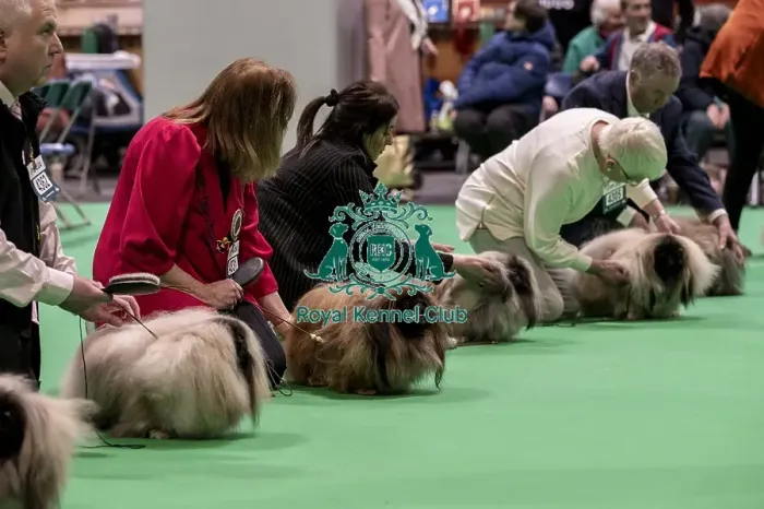 Framed Print : D-C-D-0-1-9-0 Crufts 2024 NEC Birmingham Day 1