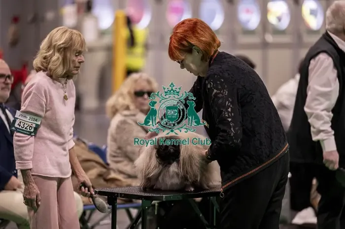 Framed Print : D-C-D-0-1-9-0 Crufts 2024 NEC Birmingham Day 1
