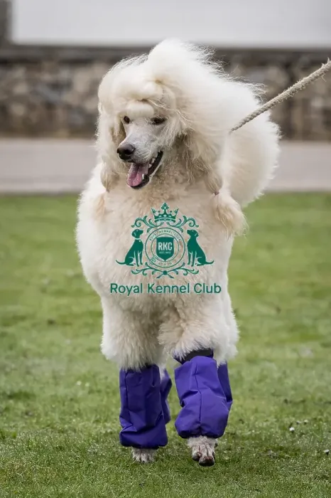 Framed Print : D-C-D-0-1-9-0 Crufts 2024 NEC Birmingham Day 1