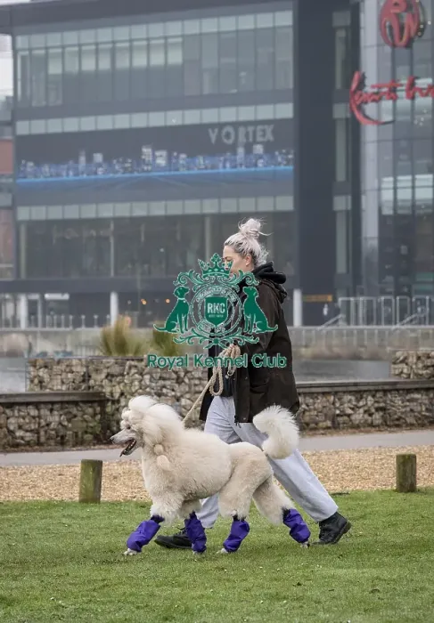 Framed Print : D-C-D-0-1-9-0 Crufts 2024 NEC Birmingham Day 1