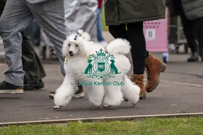Framed Print : D-C-D-0-1-9-0 Crufts 2024 NEC Birmingham Day 1