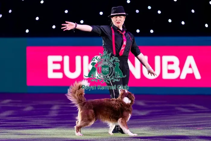 Framed Print : D-C-D-0-1-9-0 Crufts 2024 NEC Birmingham Day 1 Framed Print : D-C-D-0-1-9-0 Crufts 2024 NEC Birmingham Day 1