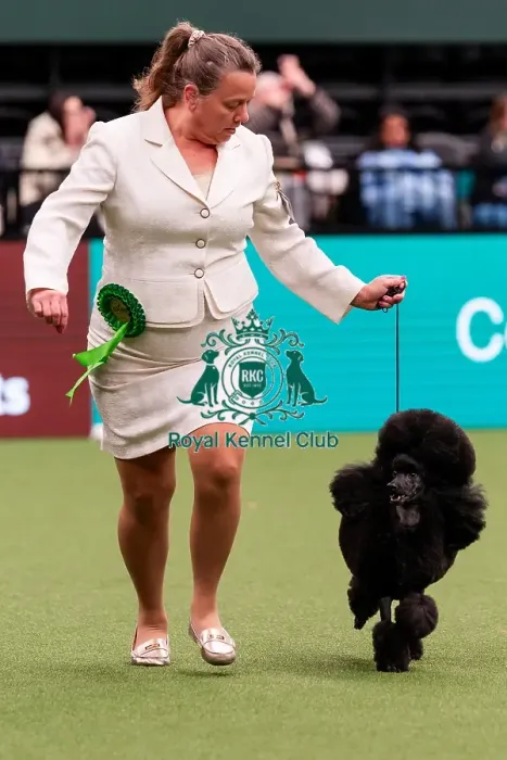 Framed Print : D-C-D-0-1-9-0 Crufts 2024 NEC Birmingham Day 1 Framed Print : D-C-D-0-1-9-0 Crufts 2024 NEC Birmingham Day 1