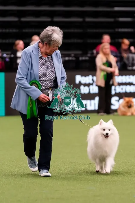 Framed Print : D-C-D-0-1-9-0 Crufts 2024 NEC Birmingham Day 1 Framed Print : D-C-D-0-1-9-0 Crufts 2024 NEC Birmingham Day 1