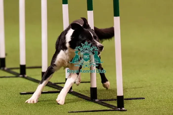 Framed Print : D-C-D-0-1-9-0 Crufts 2024 NEC Birmingham Day 1 Framed Print : D-C-D-0-1-9-0 Crufts 2024 NEC Birmingham Day 1
