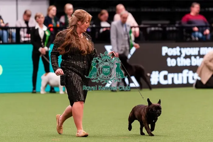 Framed Print : D-C-D-0-1-9-0 Crufts 2024 NEC Birmingham Day 1 Framed Print : D-C-D-0-1-9-0 Crufts 2024 NEC Birmingham Day 1