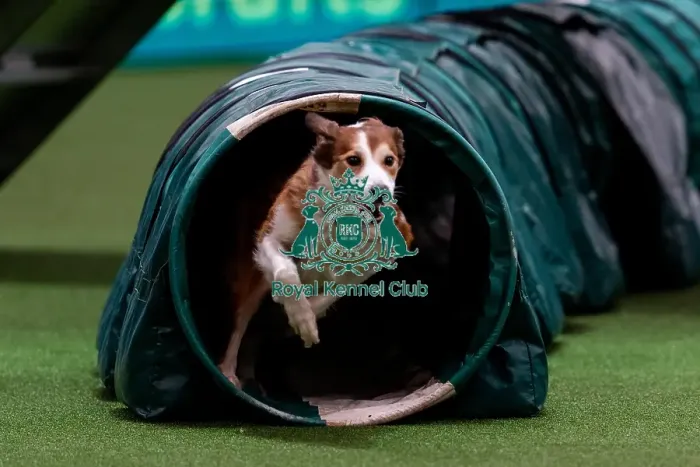 Framed Print : D-C-D-0-1-9-0 Crufts 2024 NEC Birmingham Day 1 Framed Print : D-C-D-0-1-9-0 Crufts 2024 NEC Birmingham Day 1