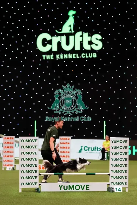 Framed Print : D-C-D-0-1-9-0 Crufts 2024 NEC Birmingham Day 1 Framed Print : D-C-D-0-1-9-0 Crufts 2024 NEC Birmingham Day 1