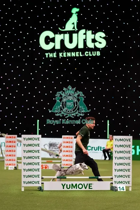 Framed Print : D-C-D-0-1-9-0 Crufts 2024 NEC Birmingham Day 1 Framed Print : D-C-D-0-1-9-0 Crufts 2024 NEC Birmingham Day 1