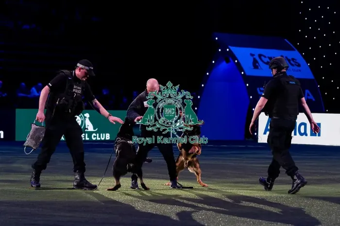 Framed Print : D-C-D-0-1-9-0 Crufts 2024 NEC Birmingham Day 1 Framed Print : D-C-D-0-1-9-0 Crufts 2024 NEC Birmingham Day 1