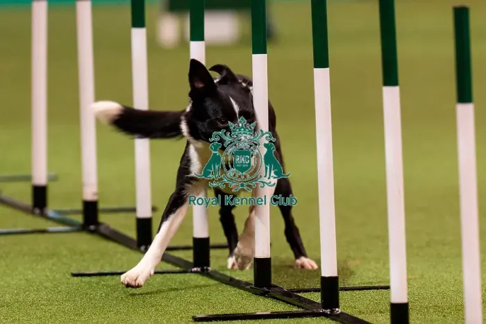 Framed Print : D-C-D-0-1-9-0 Crufts 2024 NEC Birmingham Day 1 Framed Print : D-C-D-0-1-9-0 Crufts 2024 NEC Birmingham Day 1