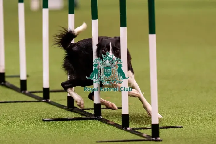 Framed Print : D-C-D-0-1-9-0 Crufts 2024 NEC Birmingham Day 1 Framed Print : D-C-D-0-1-9-0 Crufts 2024 NEC Birmingham Day 1