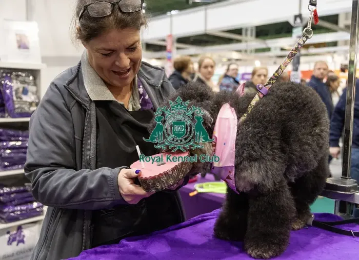Framed Print : D-C-D-0-1-9-0 Crufts 2024 NEC Birmingham Day 1