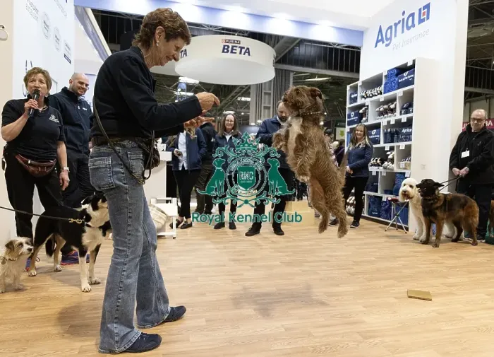 Framed Print : D-C-D-0-1-9-0 Crufts 2024 NEC Birmingham Day 1