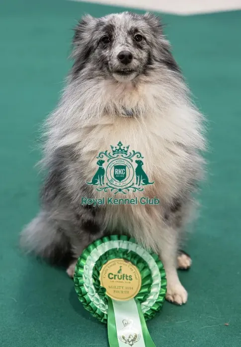 Framed Print : D-C-D-0-1-9-0 Crufts 2024 NEC Birmingham Day 1 Framed Print : D-C-D-0-1-9-0 Crufts 2024 NEC Birmingham Day 1