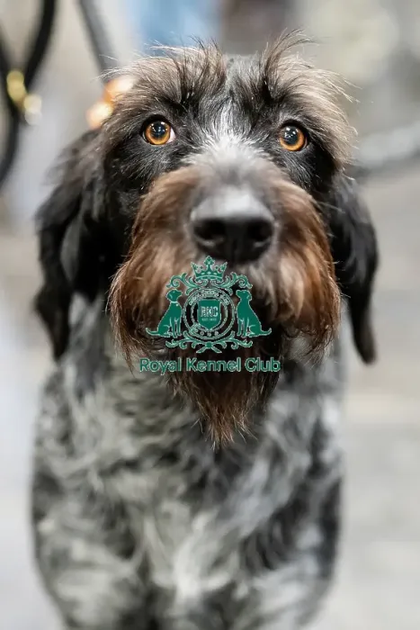 Framed Print : D-C-D-0-1-9-0 Crufts 2024 NEC Birmingham Day 2 Framed Print : D-C-D-0-1-9-0 Crufts 2024 NEC Birmingham Day 2