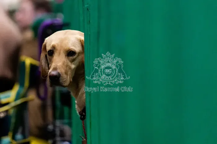 Framed Print : D-C-D-0-1-9-0 Crufts 2024 NEC Birmingham Day 2 Framed Print : D-C-D-0-1-9-0 Crufts 2024 NEC Birmingham Day 2
