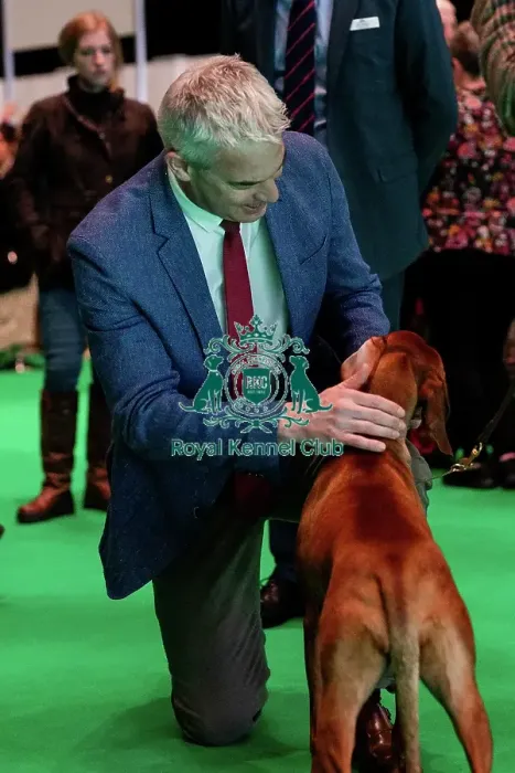Framed Print : D-C-D-0-1-9-0 Crufts 2024 NEC Birmingham Day 2