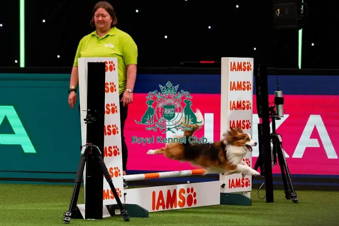 Framed Print : D-C-D-0-1-9-0 Crufts 2024 NEC Birmingham Day 2 Framed Print : D-C-D-0-1-9-0 Crufts 2024 NEC Birmingham Day 2