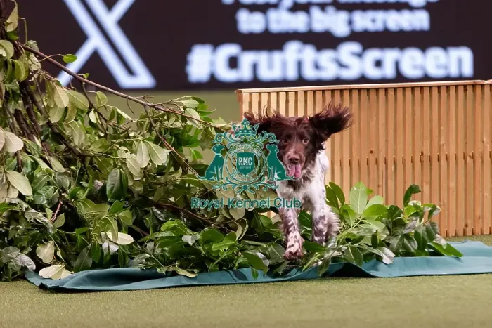 Framed Print : D-C-D-0-1-9-0 Crufts 2024 NEC Birmingham Day 2 Framed Print : D-C-D-0-1-9-0 Crufts 2024 NEC Birmingham Day 2
