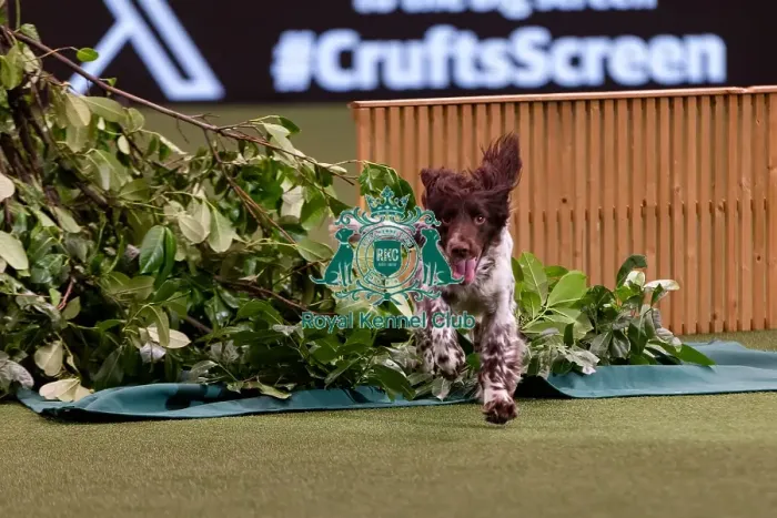 Framed Print : D-C-D-0-1-9-0 Crufts 2024 NEC Birmingham Day 2 Framed Print : D-C-D-0-1-9-0 Crufts 2024 NEC Birmingham Day 2