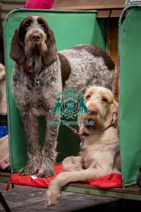 Framed Print : D-C-D-0-1-9-0 Crufts 2024 NEC Birmingham Day 2 Framed Print : D-C-D-0-1-9-0 Crufts 2024 NEC Birmingham Day 2