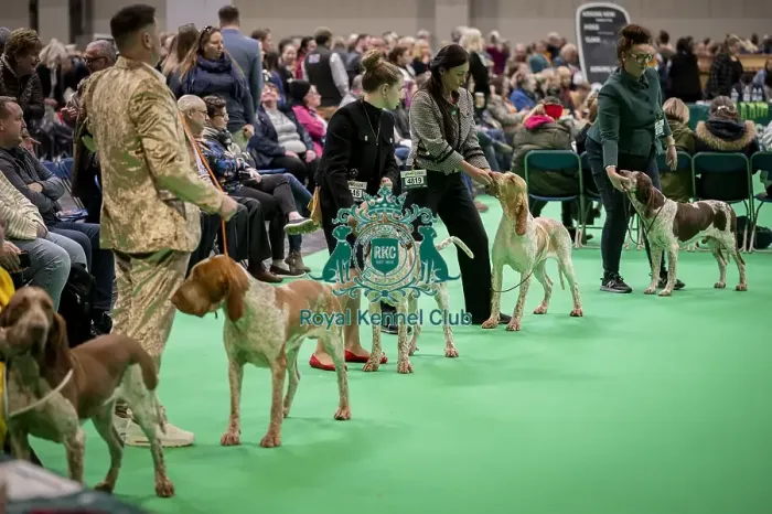 Framed Print : D-C-D-0-1-9-0 Crufts 2024 NEC Birmingham Day 2 Framed Print : D-C-D-0-1-9-0 Crufts 2024 NEC Birmingham Day 2