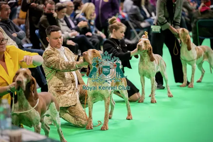 Framed Print : D-C-D-0-1-9-0 Crufts 2024 NEC Birmingham Day 2 Framed Print : D-C-D-0-1-9-0 Crufts 2024 NEC Birmingham Day 2