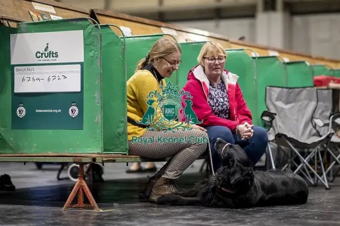 Framed Print : D-C-D-0-1-9-0 Crufts 2024 NEC Birmingham Day 2