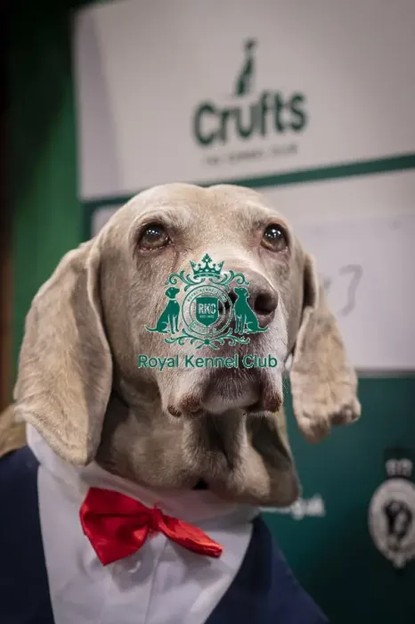 Framed Print : D-C-D-0-1-9-0 Crufts 2024 NEC Birmingham Day 2 Framed Print : D-C-D-0-1-9-0 Crufts 2024 NEC Birmingham Day 2