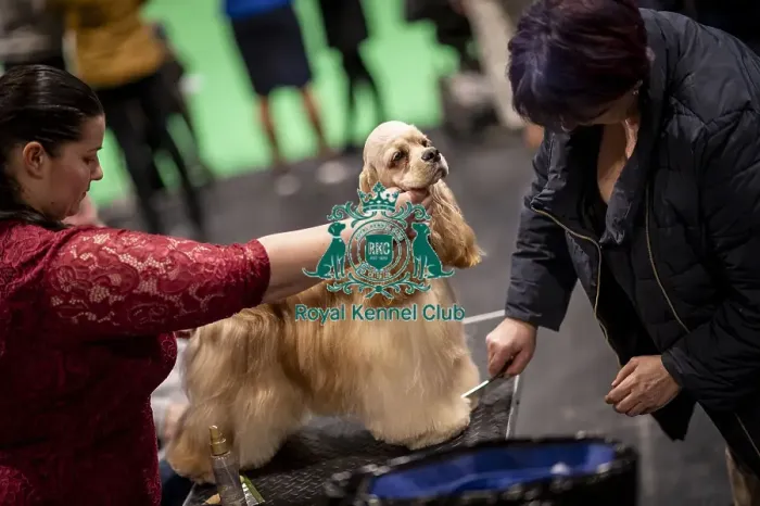 Framed Print : D-C-D-0-1-9-0 Crufts 2024 NEC Birmingham Day 2 Framed Print : D-C-D-0-1-9-0 Crufts 2024 NEC Birmingham Day 2