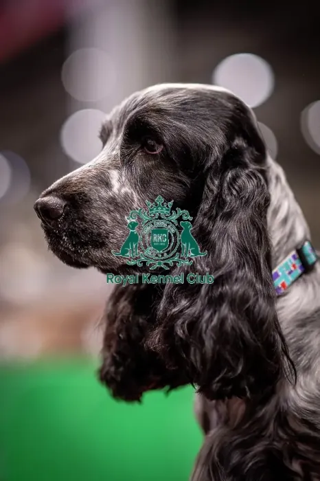 Framed Print : D-C-D-0-1-9-0 Crufts 2024 NEC Birmingham Day 2 Framed Print : D-C-D-0-1-9-0 Crufts 2024 NEC Birmingham Day 2