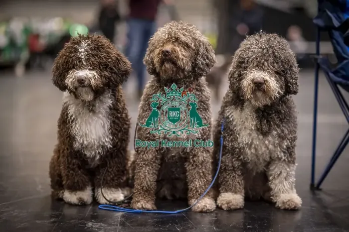 Framed Print : D-C-D-0-1-9-0 Crufts 2024 NEC Birmingham Day 2 Framed Print : D-C-D-0-1-9-0 Crufts 2024 NEC Birmingham Day 2