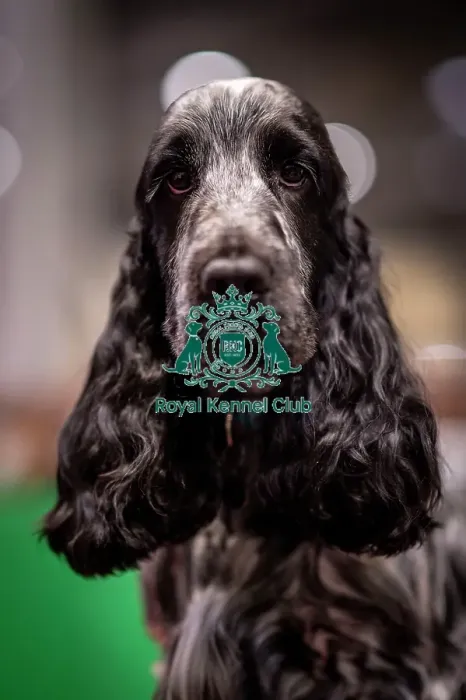 Framed Print : D-C-D-0-1-9-0 Crufts 2024 NEC Birmingham Day 2 Framed Print : D-C-D-0-1-9-0 Crufts 2024 NEC Birmingham Day 2