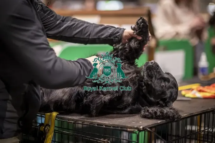 Framed Print : D-C-D-0-1-9-0 Crufts 2024 NEC Birmingham Day 2 Framed Print : D-C-D-0-1-9-0 Crufts 2024 NEC Birmingham Day 2