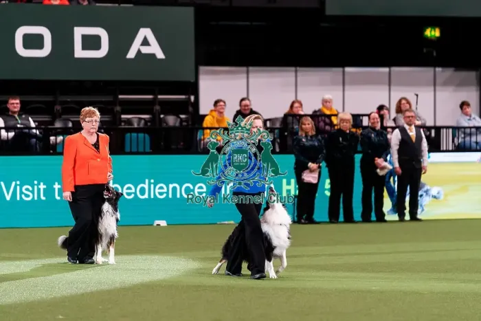 Framed Print : D-C-D-0-1-9-0 Crufts 2024 NEC Birmingham Day 3 Framed Print : D-C-D-0-1-9-0 Crufts 2024 NEC Birmingham Day 3