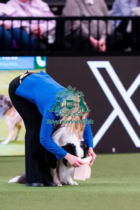 Framed Print : D-C-D-0-1-9-0 Crufts 2024 NEC Birmingham Day 3