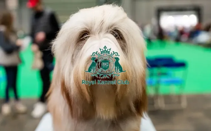 Framed Print : D-C-D-0-1-9-0 Crufts 2024 NEC Birmingham Day 3