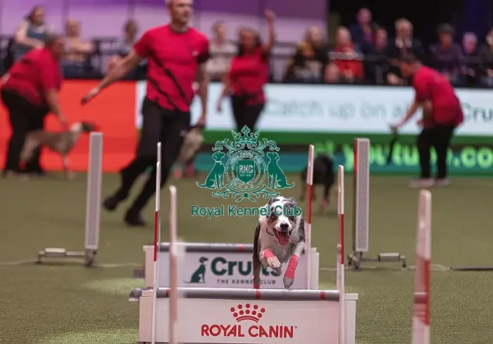 Framed Print : D-C-D-0-1-9-0 Crufts 2024 NEC Birmingham Day 3