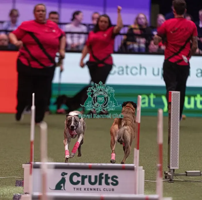 Framed Print : D-C-D-0-1-9-0 Crufts 2024 NEC Birmingham Day 3