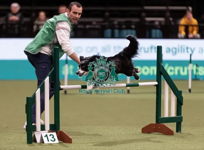 Framed Print : D-C-D-0-1-9-0 Crufts 2024 NEC Birmingham Day 3 Framed Print : D-C-D-0-1-9-0 Crufts 2024 NEC Birmingham Day 3