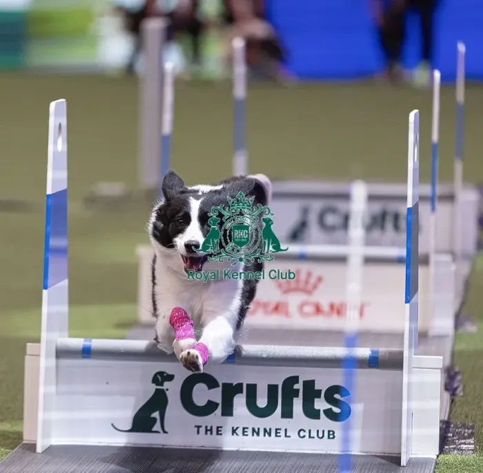 Framed Print : D-C-D-0-1-9-0 Crufts 2024 NEC Birmingham Day 3