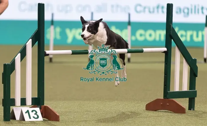 Framed Print : D-C-D-0-1-9-0 Crufts 2024 NEC Birmingham Day 3 Framed Print : D-C-D-0-1-9-0 Crufts 2024 NEC Birmingham Day 3