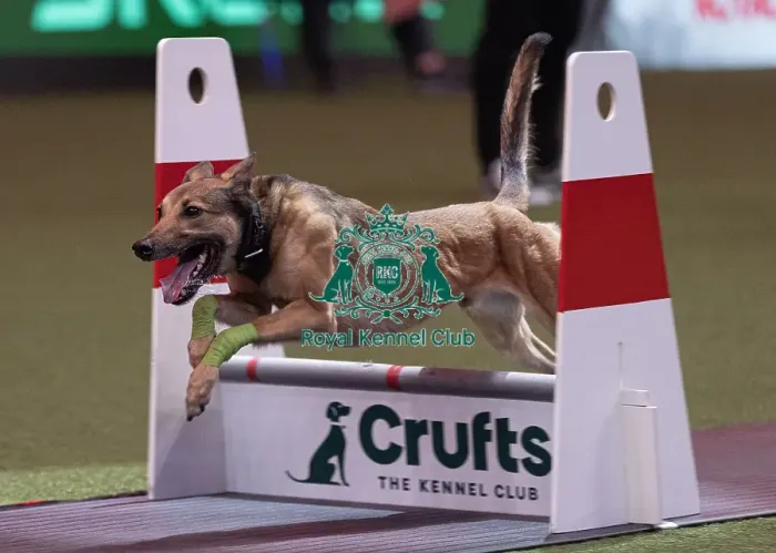 Framed Print : D-C-D-0-1-9-0 Crufts 2024 NEC Birmingham Day 3
