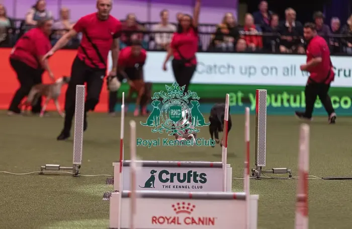 Framed Print : D-C-D-0-1-9-0 Crufts 2024 NEC Birmingham Day 3